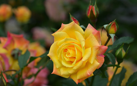 1658469 (a): :2560x1600